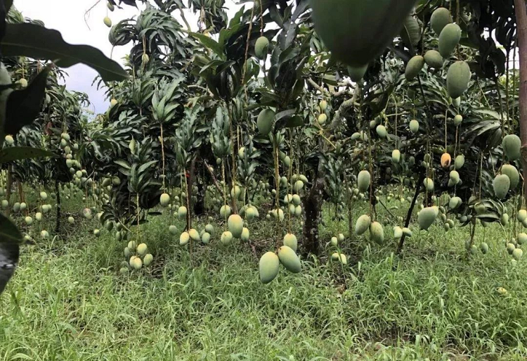 变频器厂家 | 芒果园灌溉不怕“尘与潮”： ...